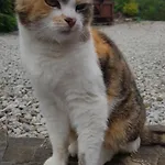Na Obidzy *