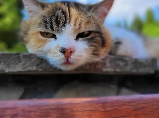 Na Obidzy Gospodarstwo agroturystyczne